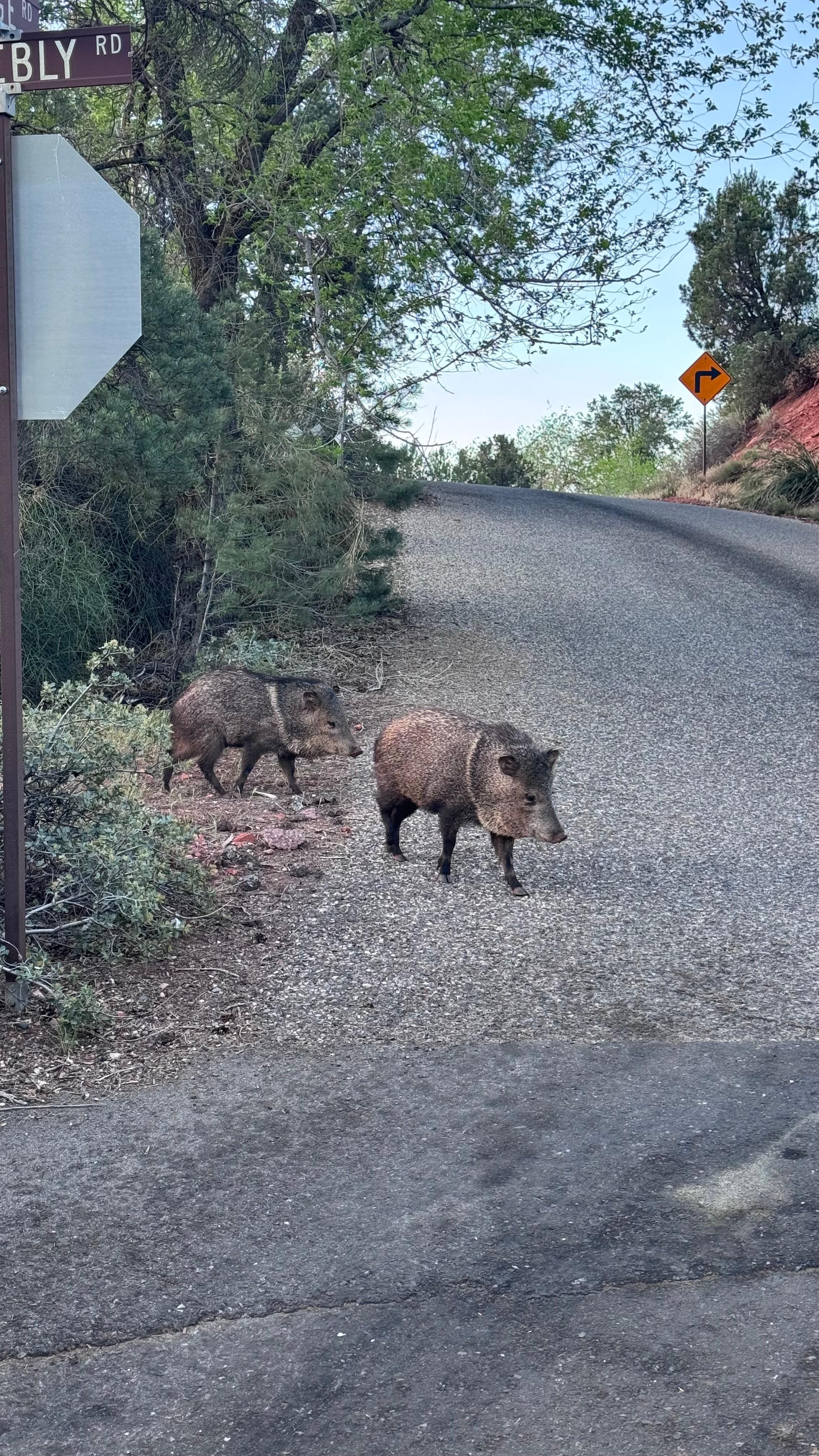 Neighborhood Javelina