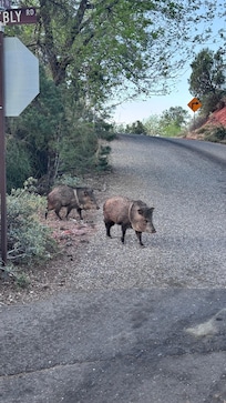 Neighborhood Javelina