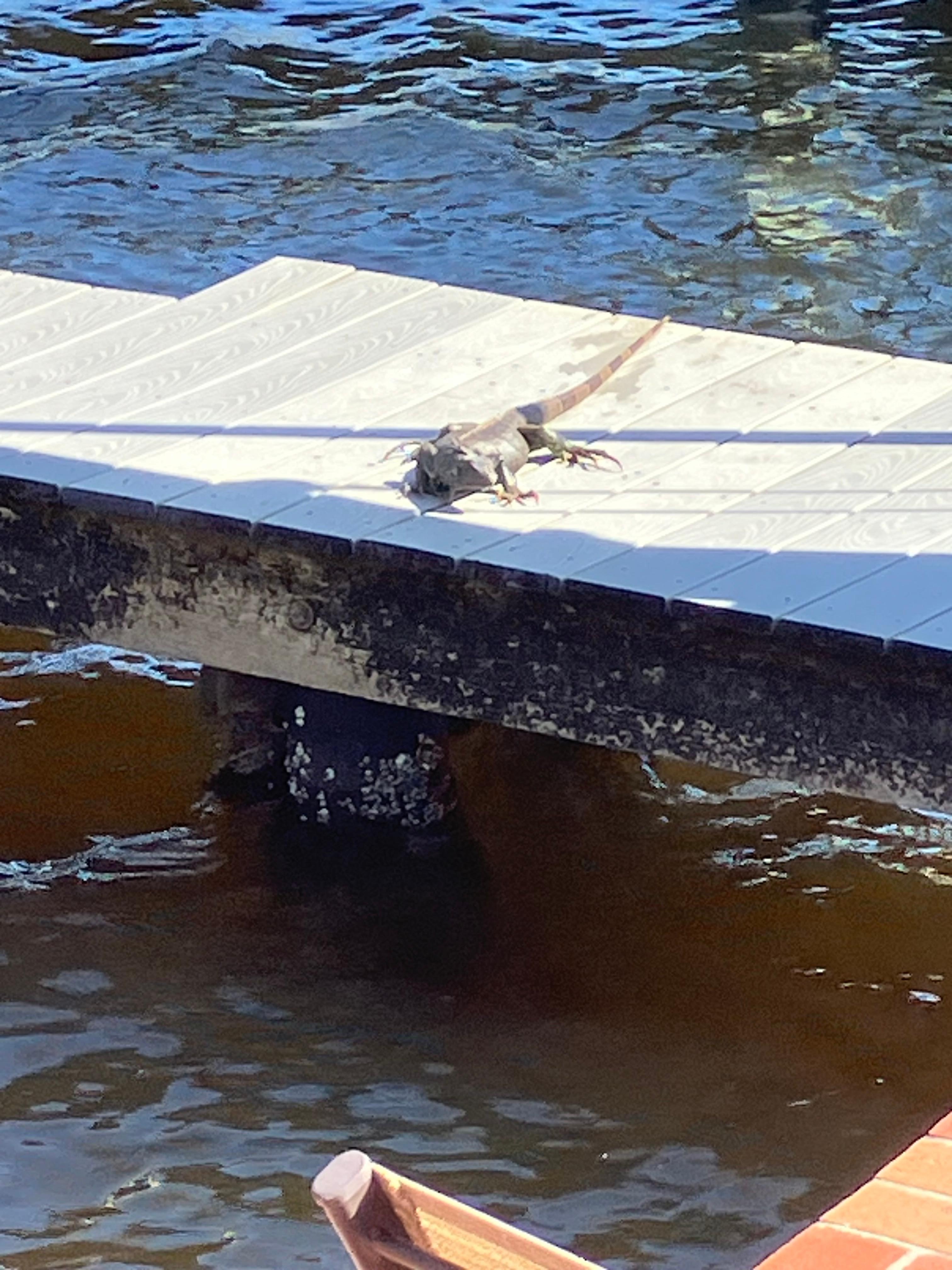 Iguana that came up from the water