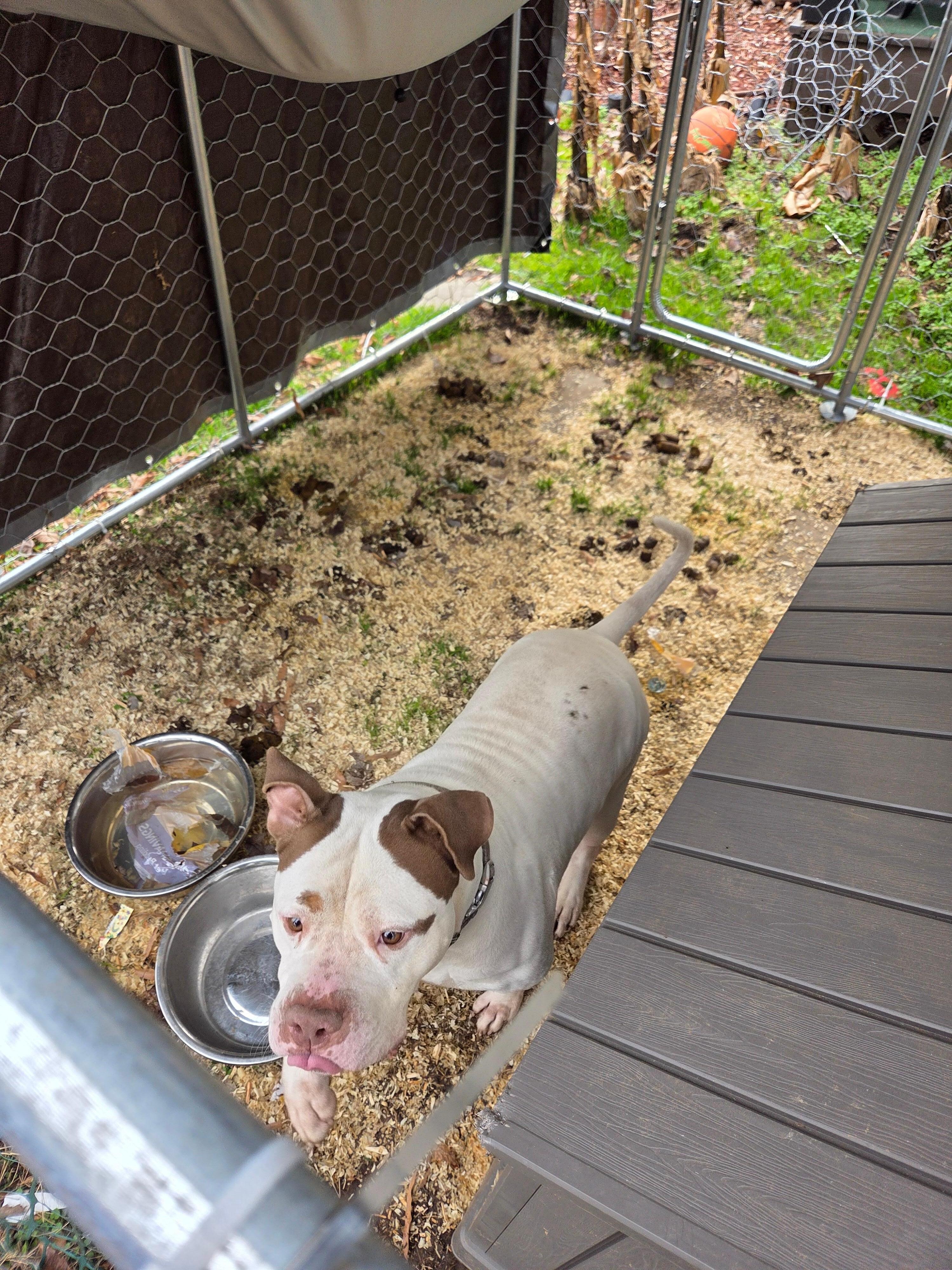 This kennel is filled with feces this dog is forced to stand in. 