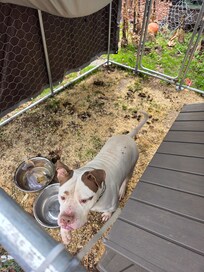 This kennel is filled with feces this dog is forced to stand in.