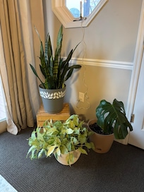 Beautiful plants in the living room.