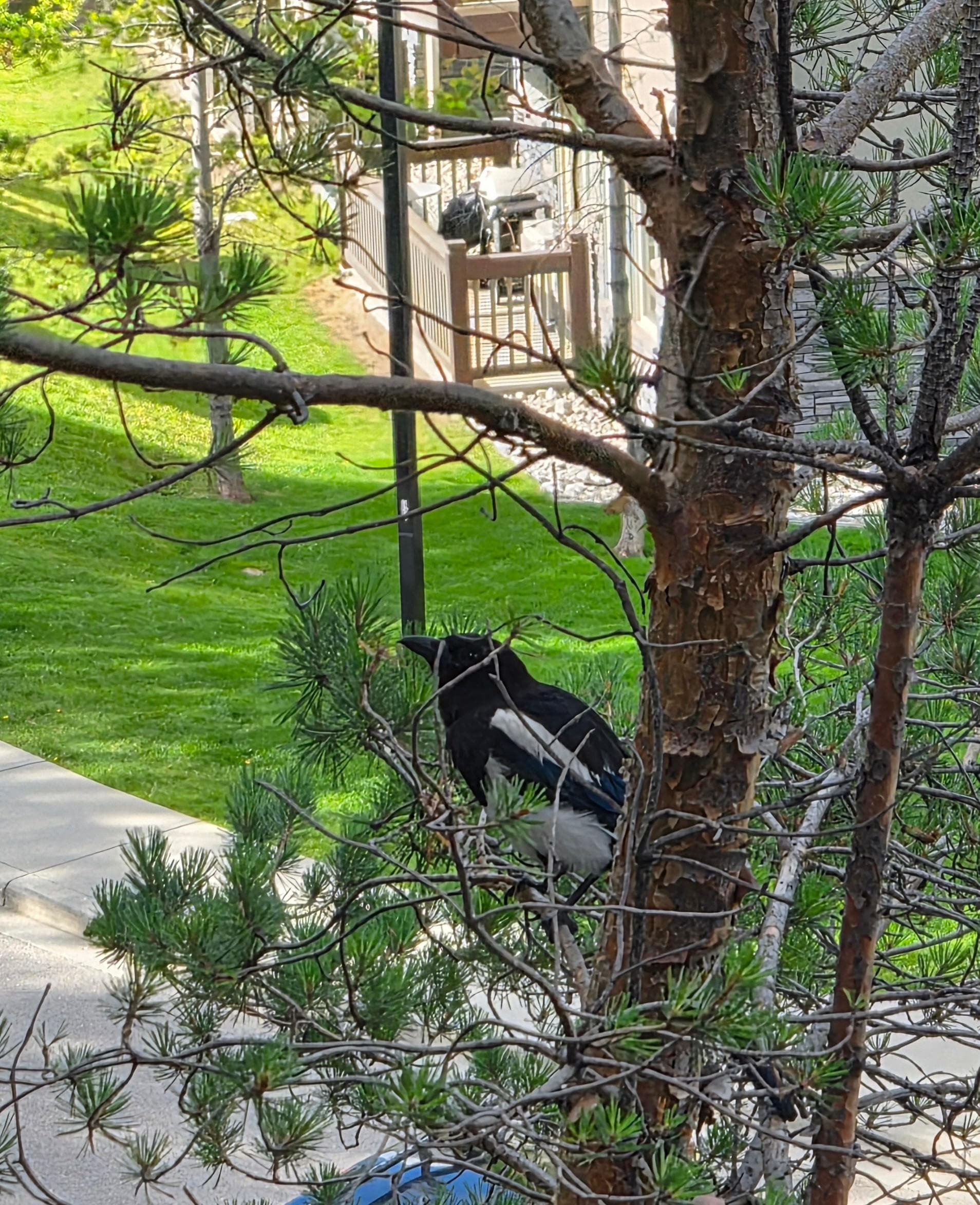 This bird visited the deck in the mornings. 
