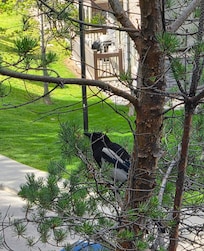 This bird visited the deck in the mornings.