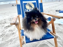 Dog friendly!