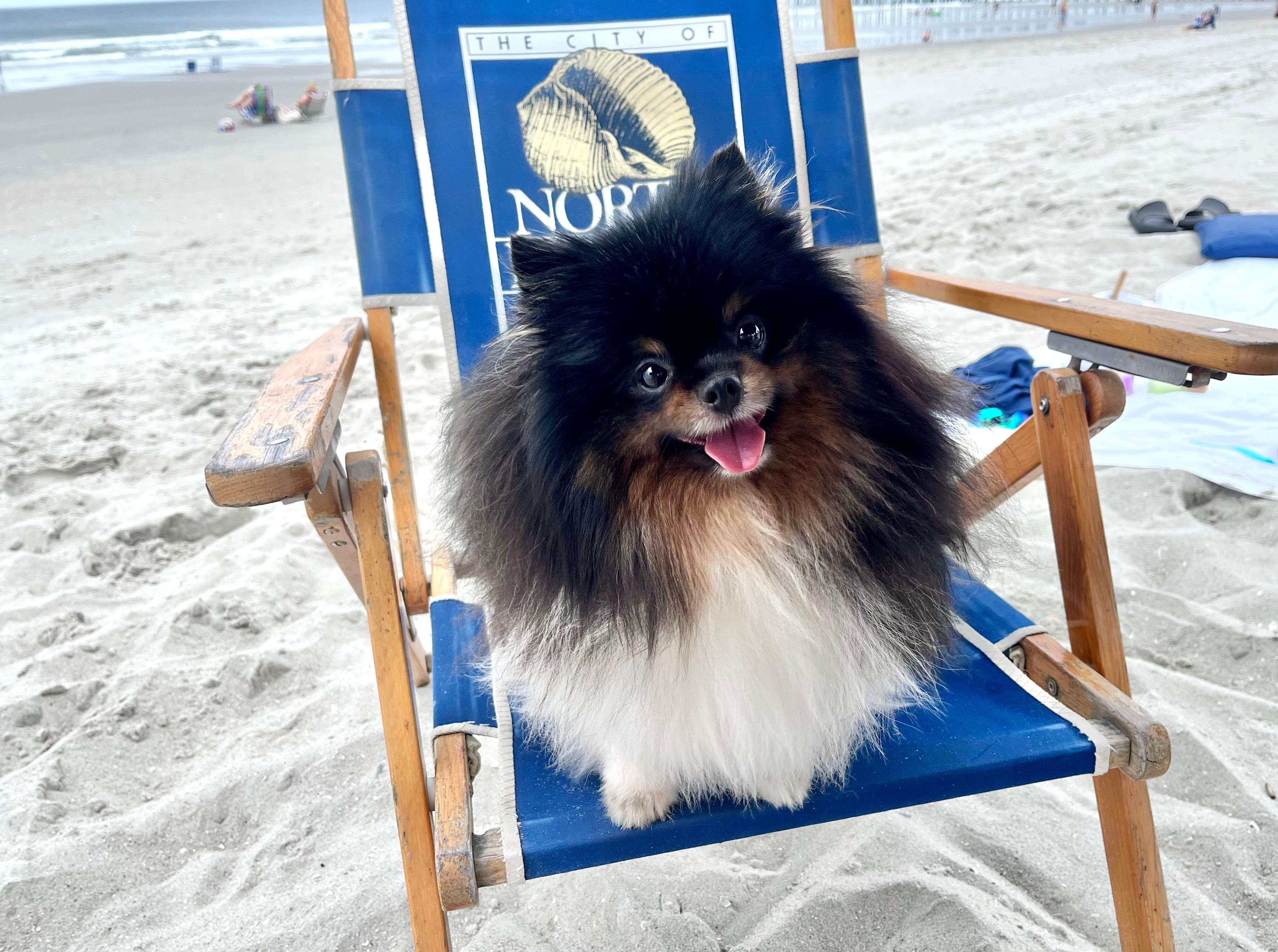 Dog friendly!