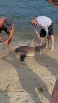 Catch, tagged, released