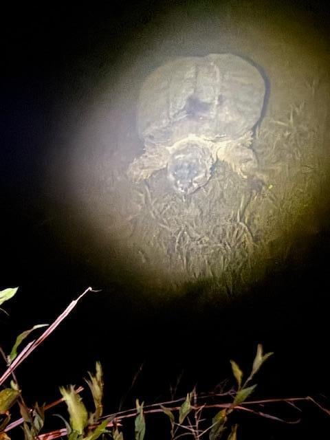 Night time huge turtle