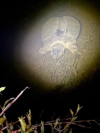 Night time huge turtle