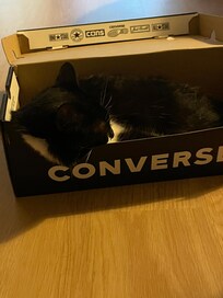 La petite minette de la maison