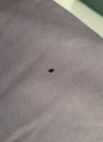 Bedbug on pillow
