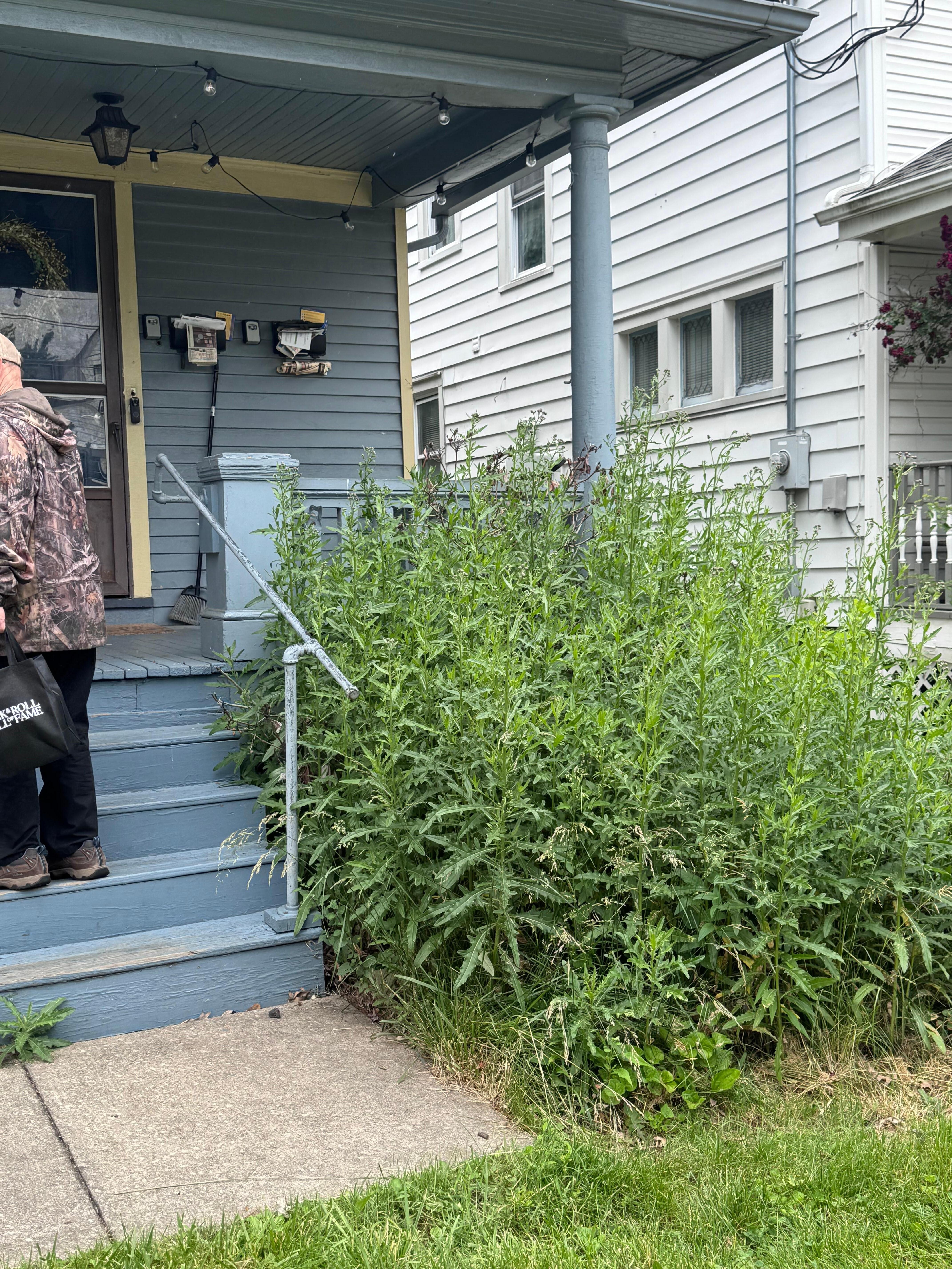 Those thistles make it hard to use the only rail to get up front steps