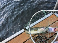 Mayas 3.5lb from the dock