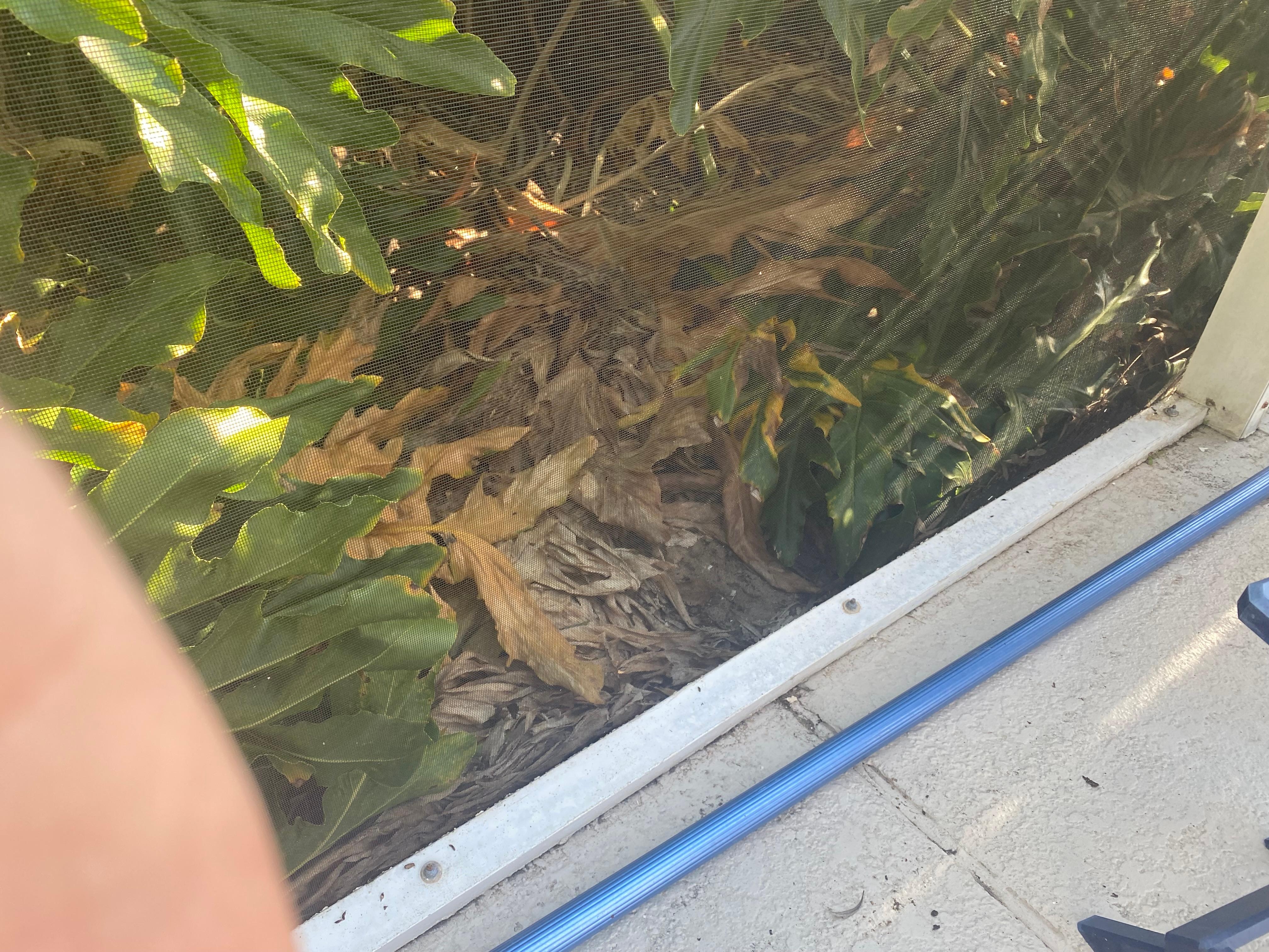 Dead flowers around cage