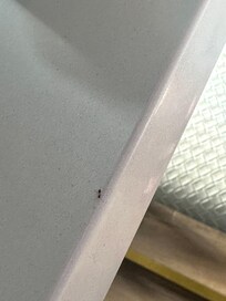 Lovely ants everywhere, couldnât leave food out