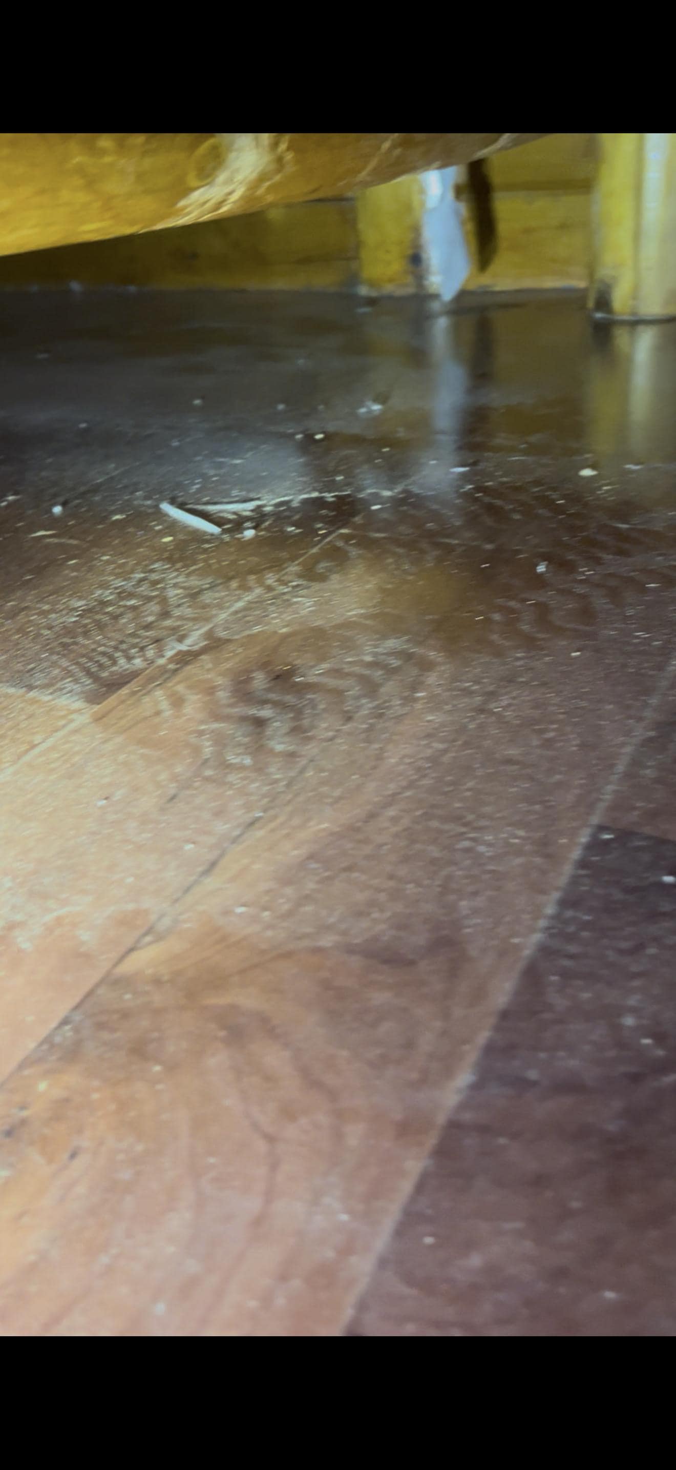 Under the bed with the nasty rug 