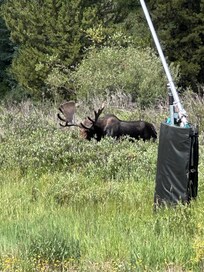 Moose right next to back patio
