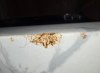 What appeared to be feces on the counter.