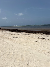 Seaweed on beach