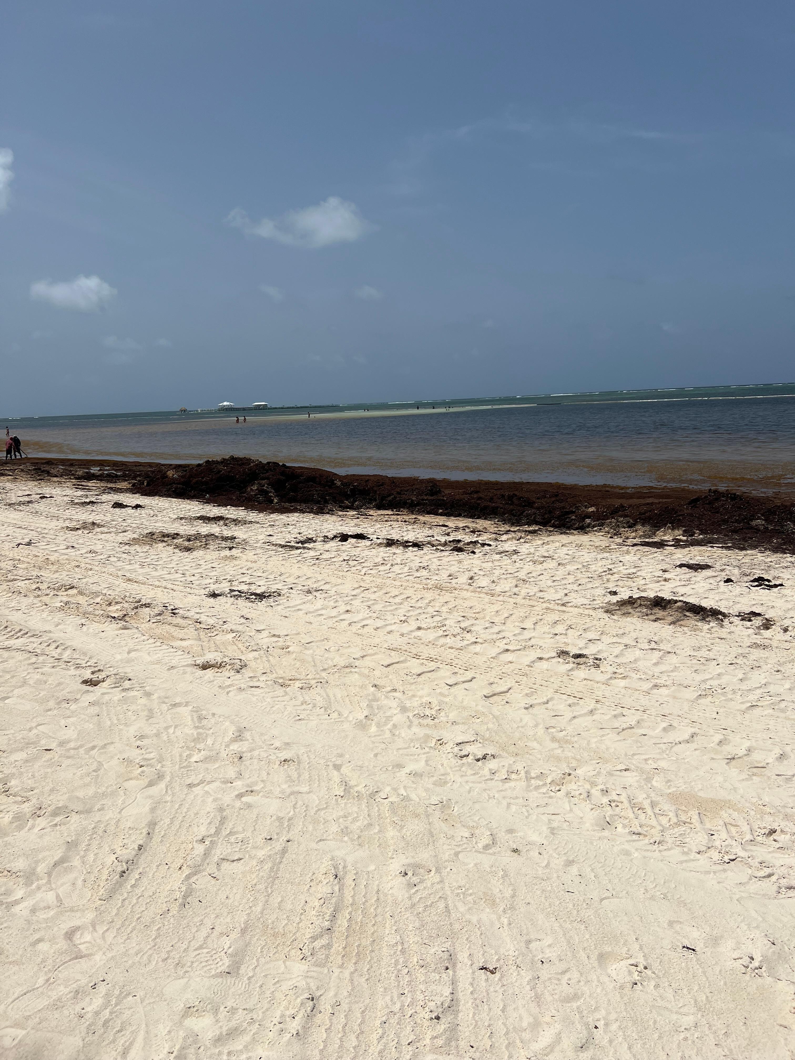 Seaweed on beach 