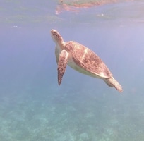 Schildkröte nahe Riff