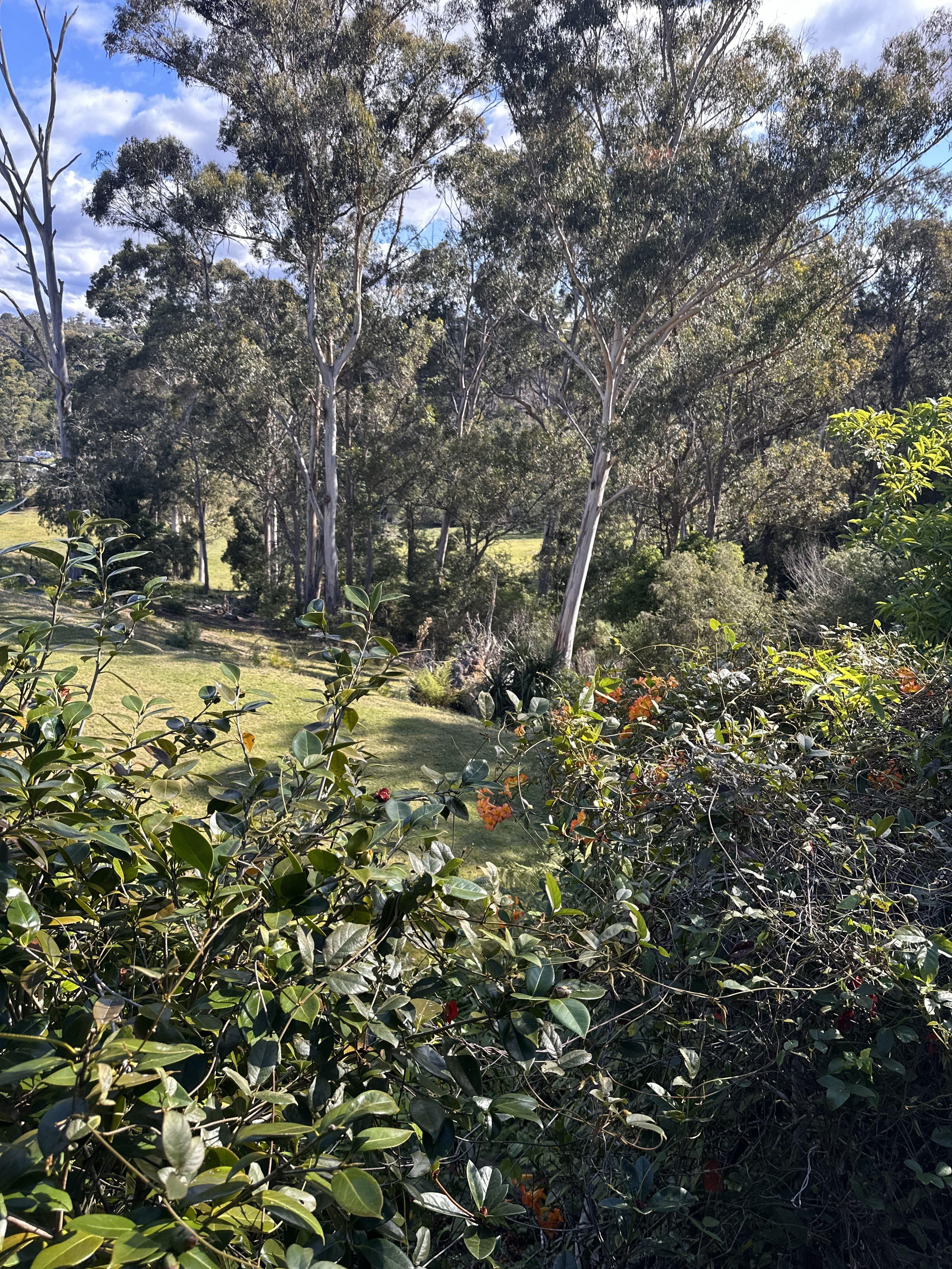 View of the lush bush-land surrounding the house.