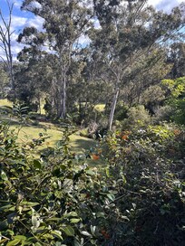 View of the lush bush-land surrounding the house.