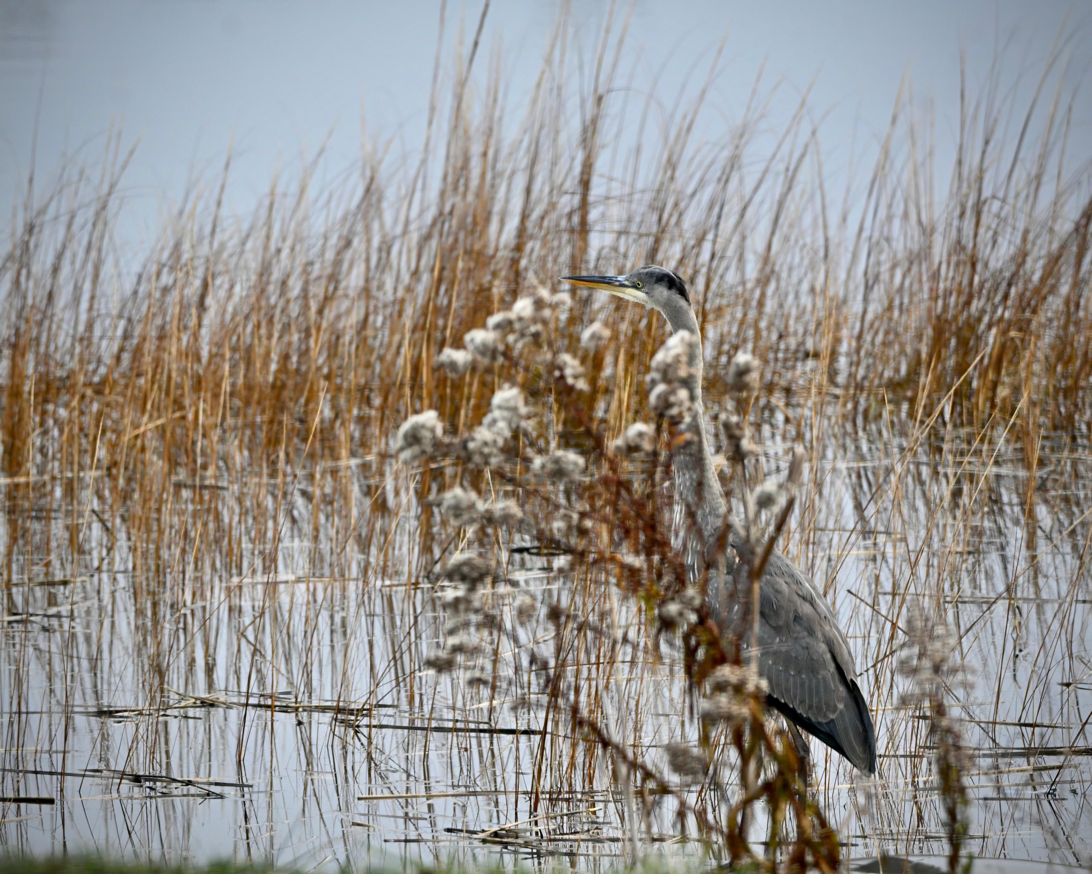 Great Blue Heron in camouflage - apparently one of a pair that live in the area 
