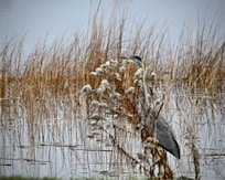 Great Blue Heron in camouflage - apparently one of a pair that live in the area