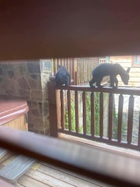 Baby cubs
