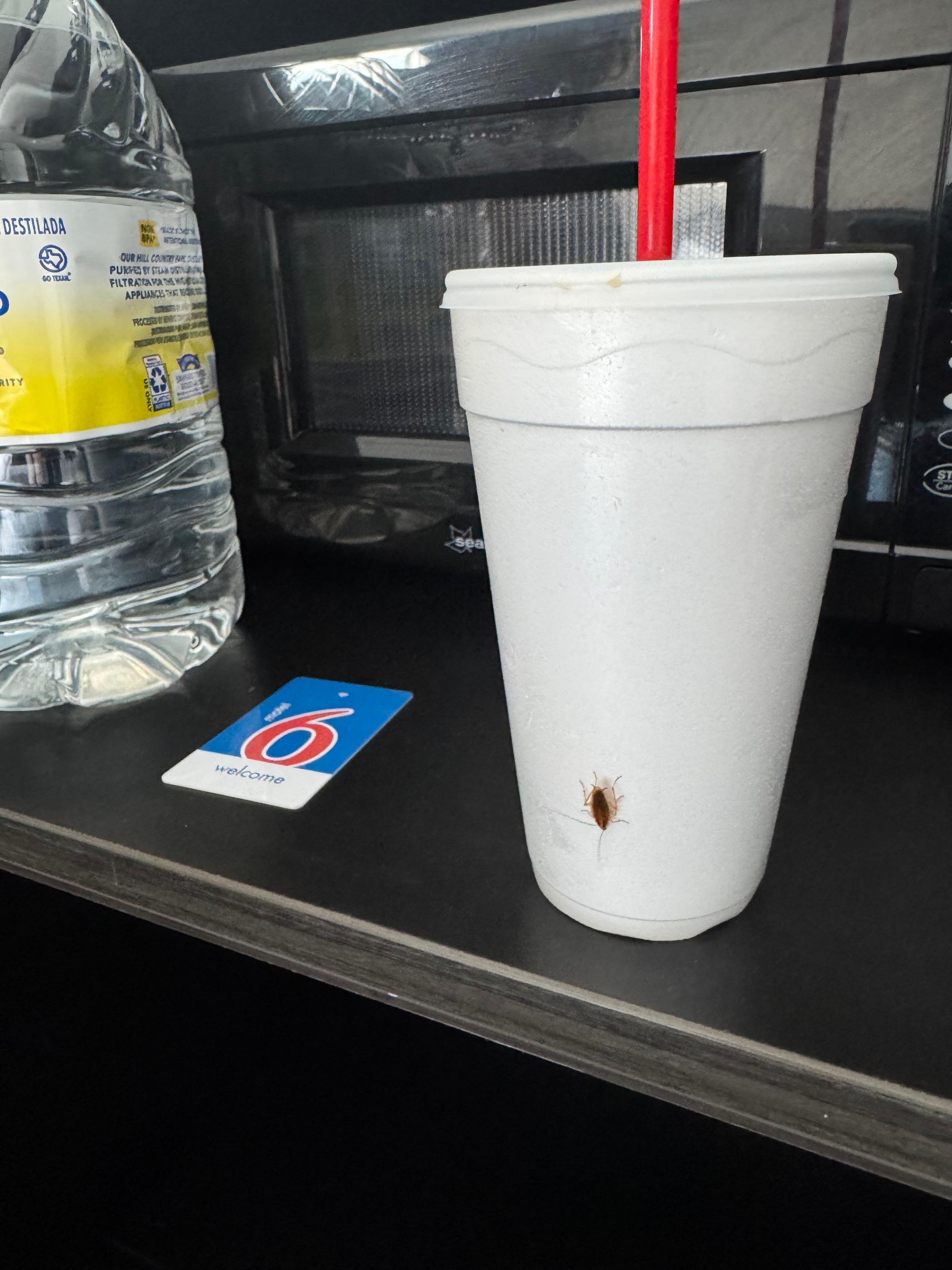 Roach on a cup