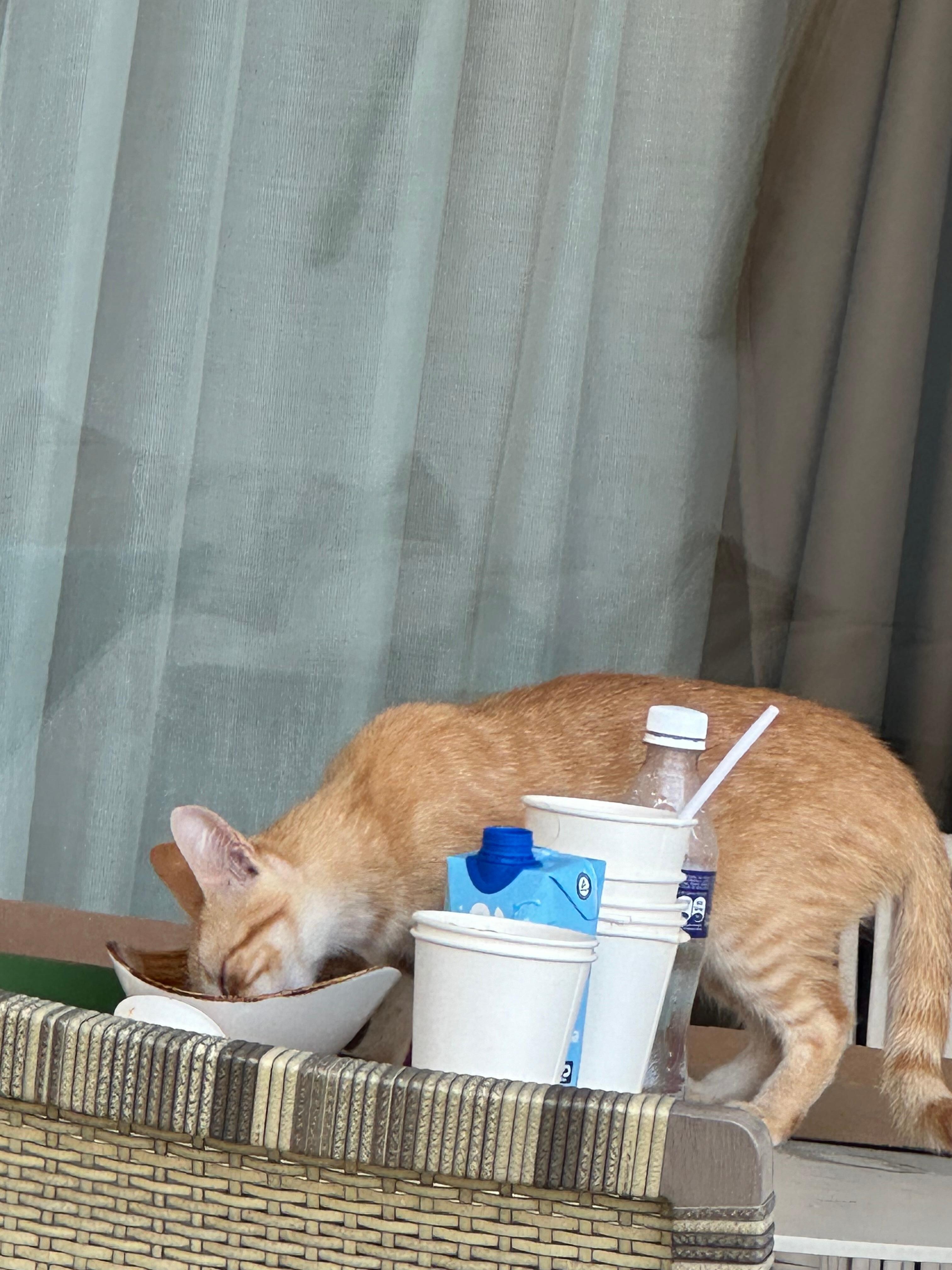Cat food lol