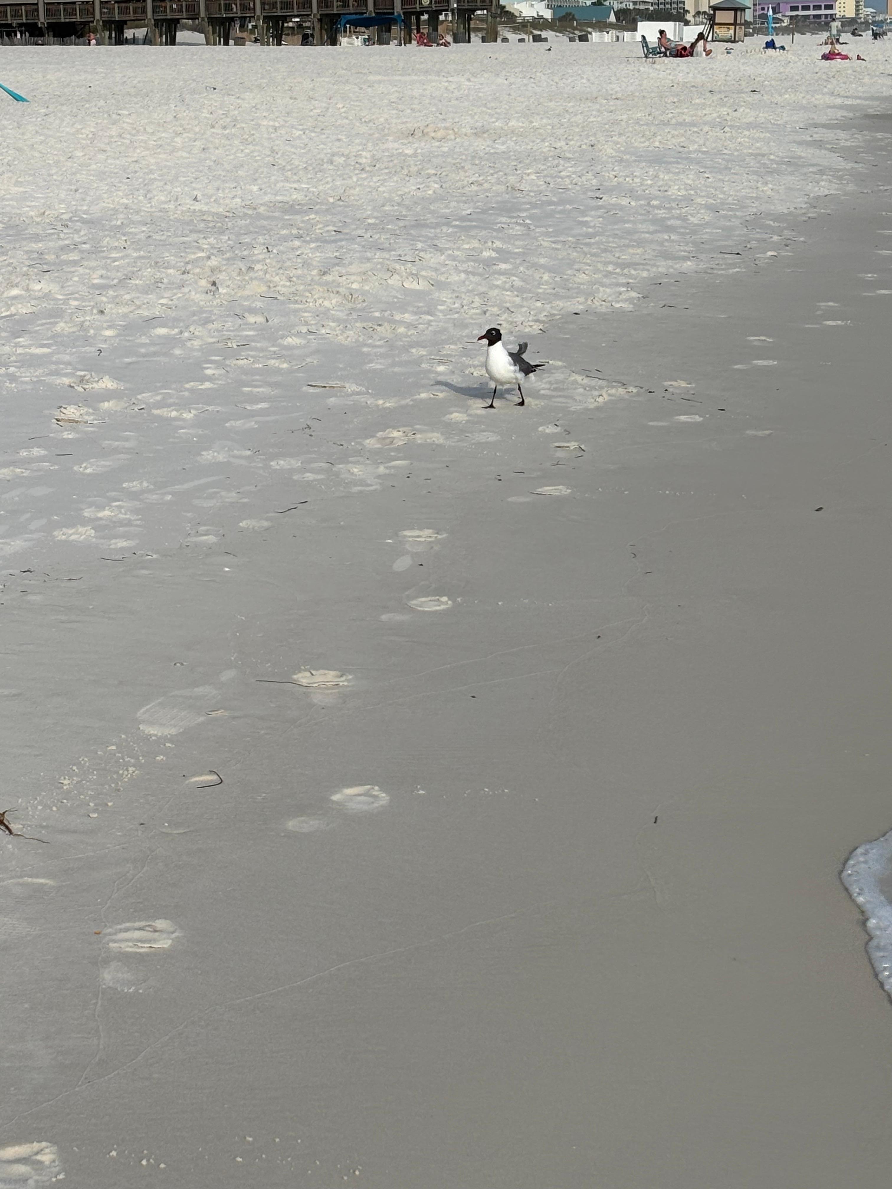 Seagull on the beach