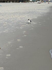 Seagull on the beach