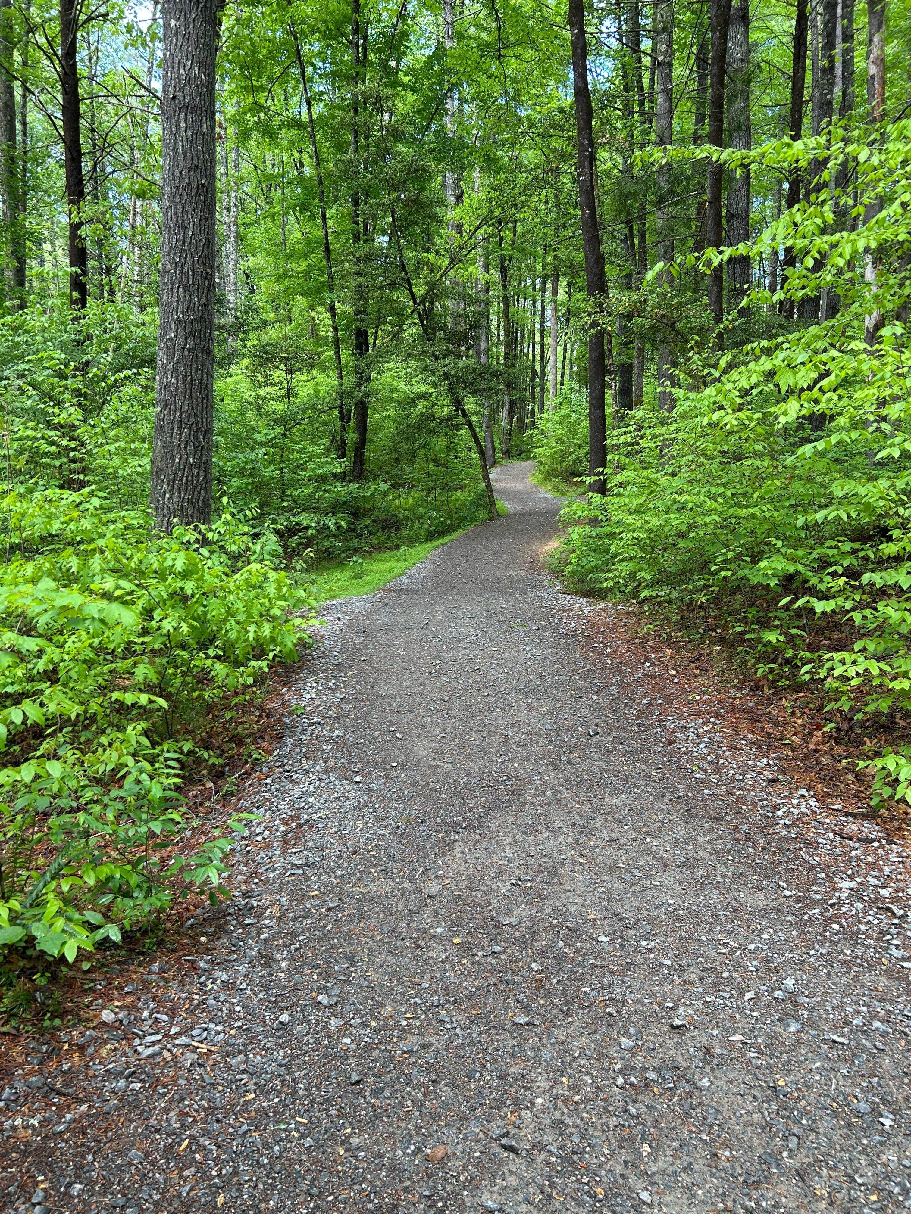 Trail at Hooker Falls
