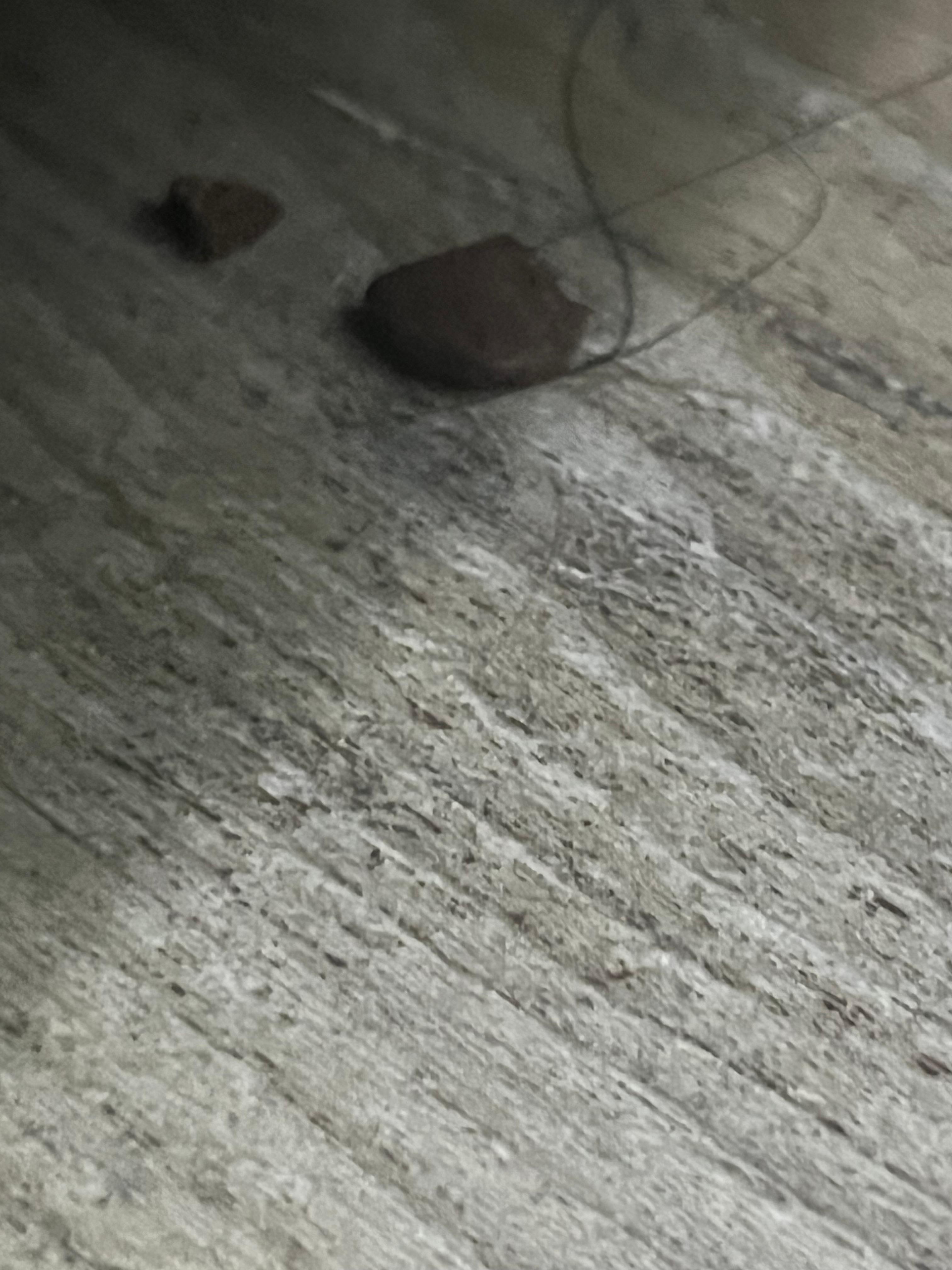 Rodent droppings