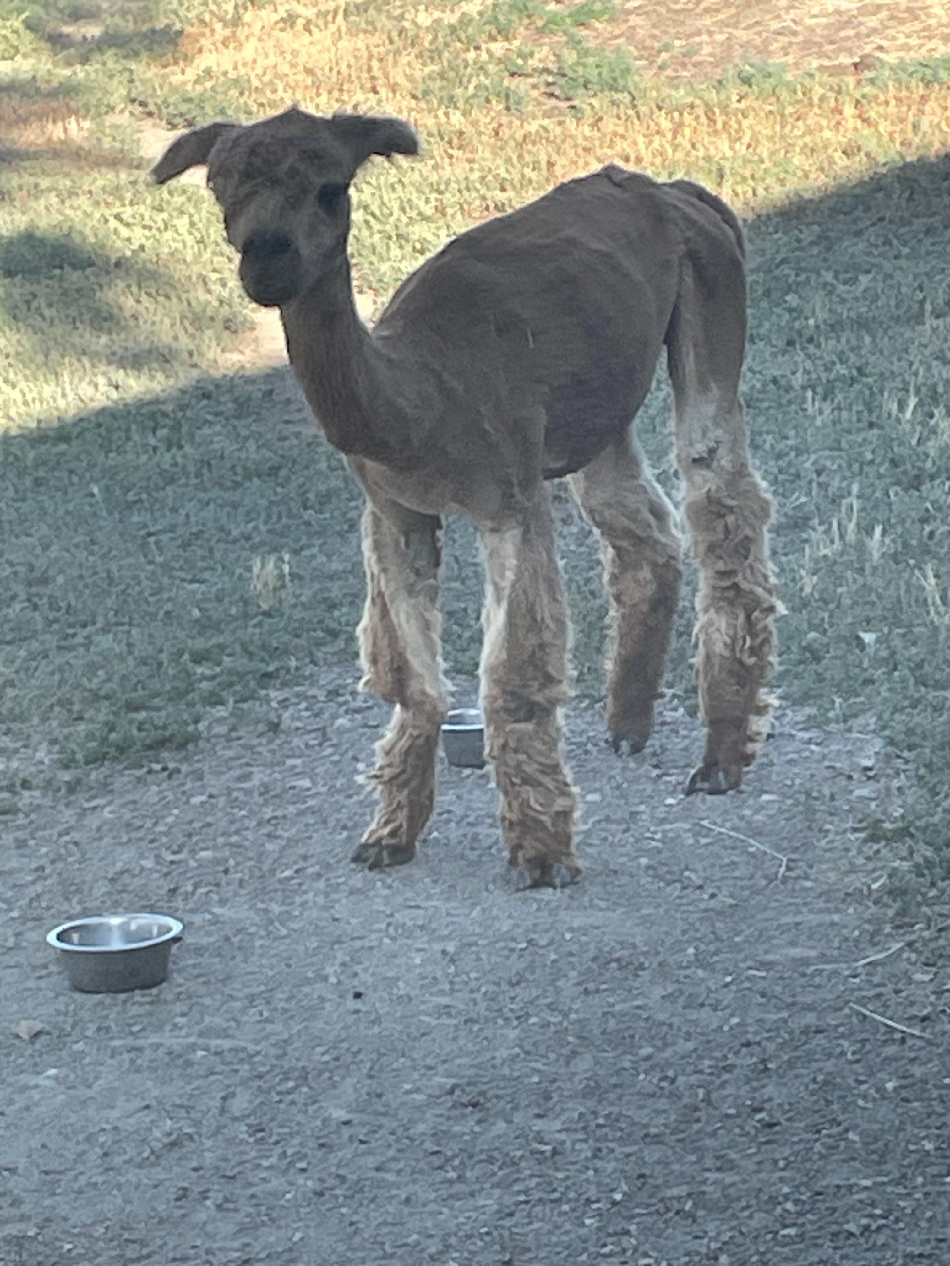 Fun to see Alpaca in morning