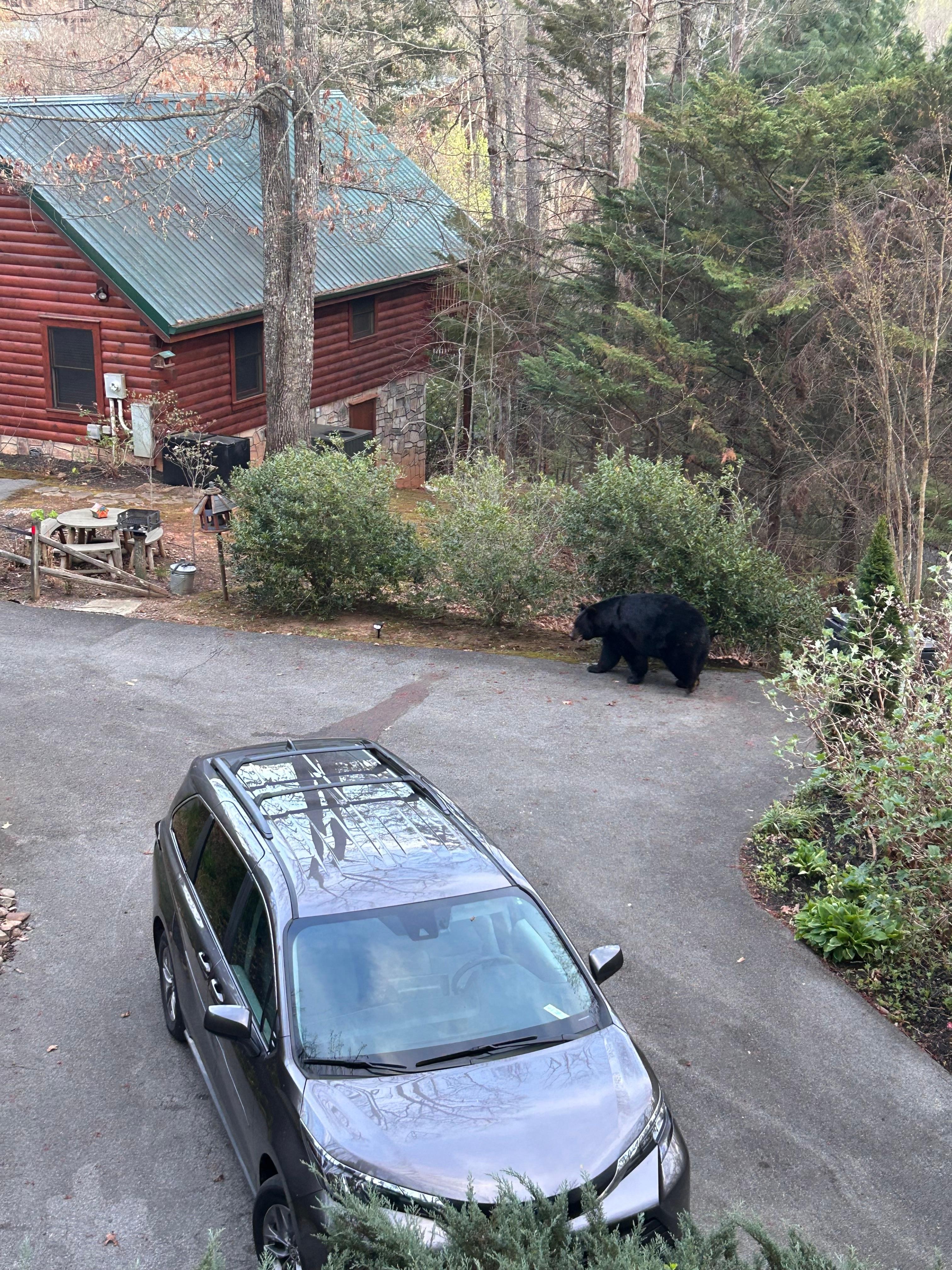 Our furry visitor. 
