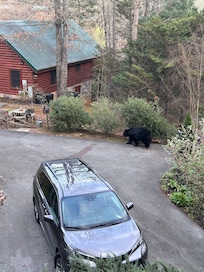 Our furry visitor.