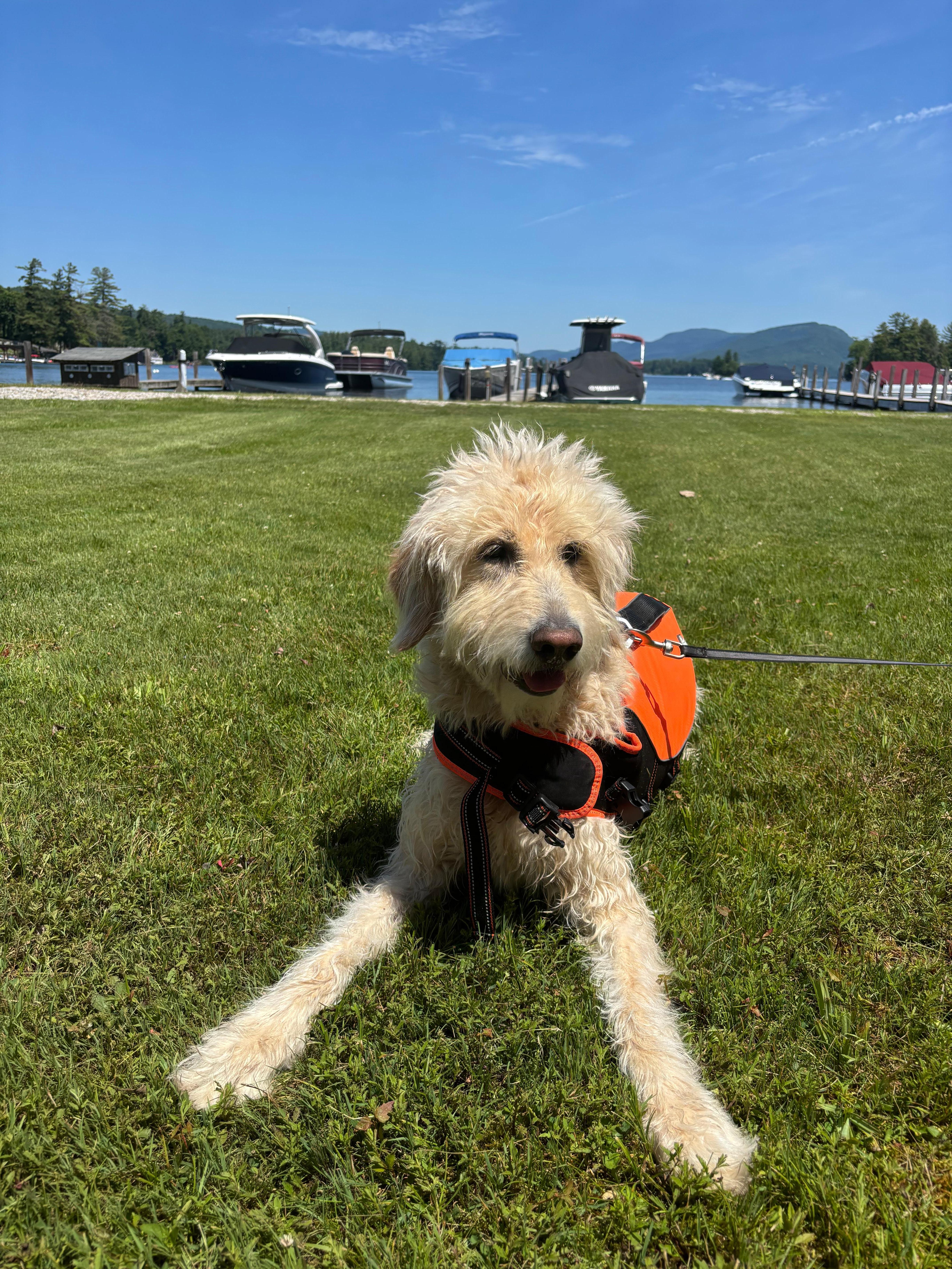 Murphy enjoying the lake 