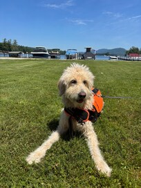 Murphy enjoying the lake