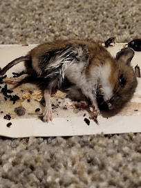 Dead mouse and dead roaches on sticky trap in middle of basement family room
