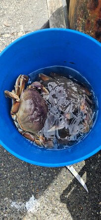 Fresh local crab