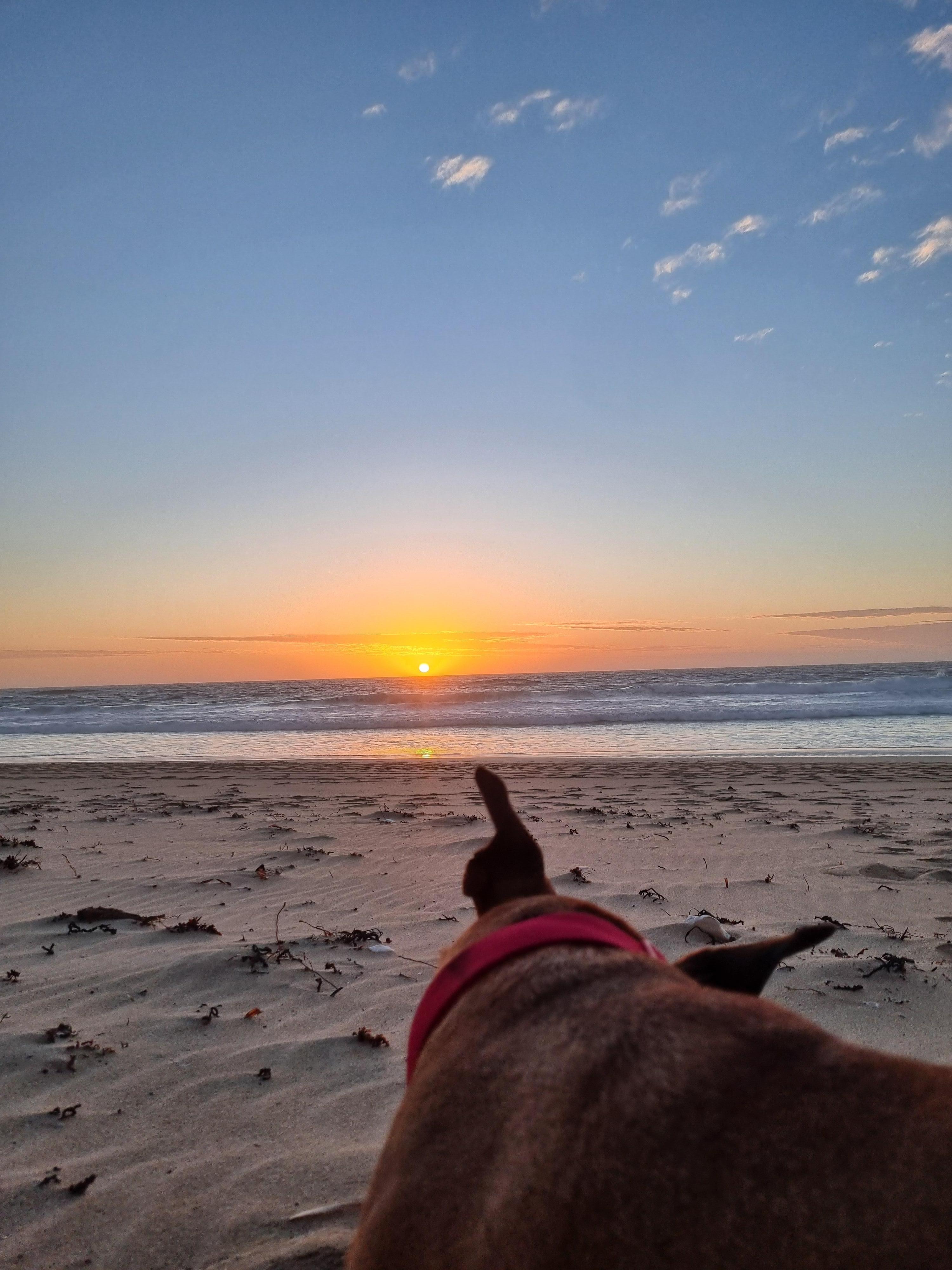 Coco on the dog beach
