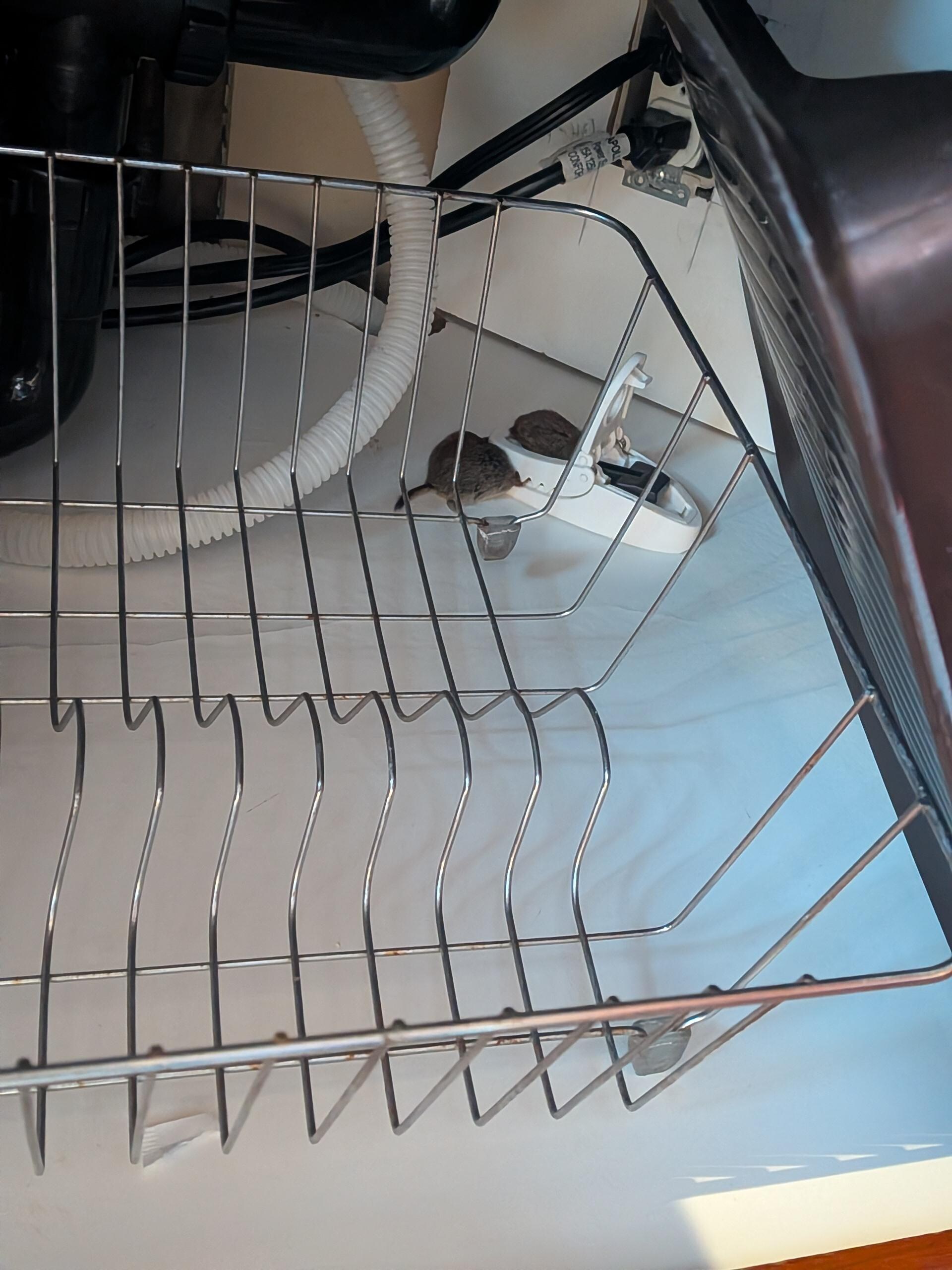 One of the mice we discovered in the kitchen!