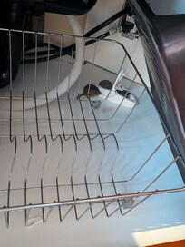 One of the mice we discovered in the kitchen!