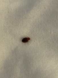 Bed bug