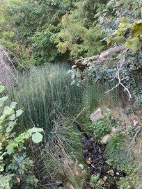 Snake grass, Oregon grape, and cedar. Our childhood memories came back on the hike to Sunshine Market on Lakeshore Rd.