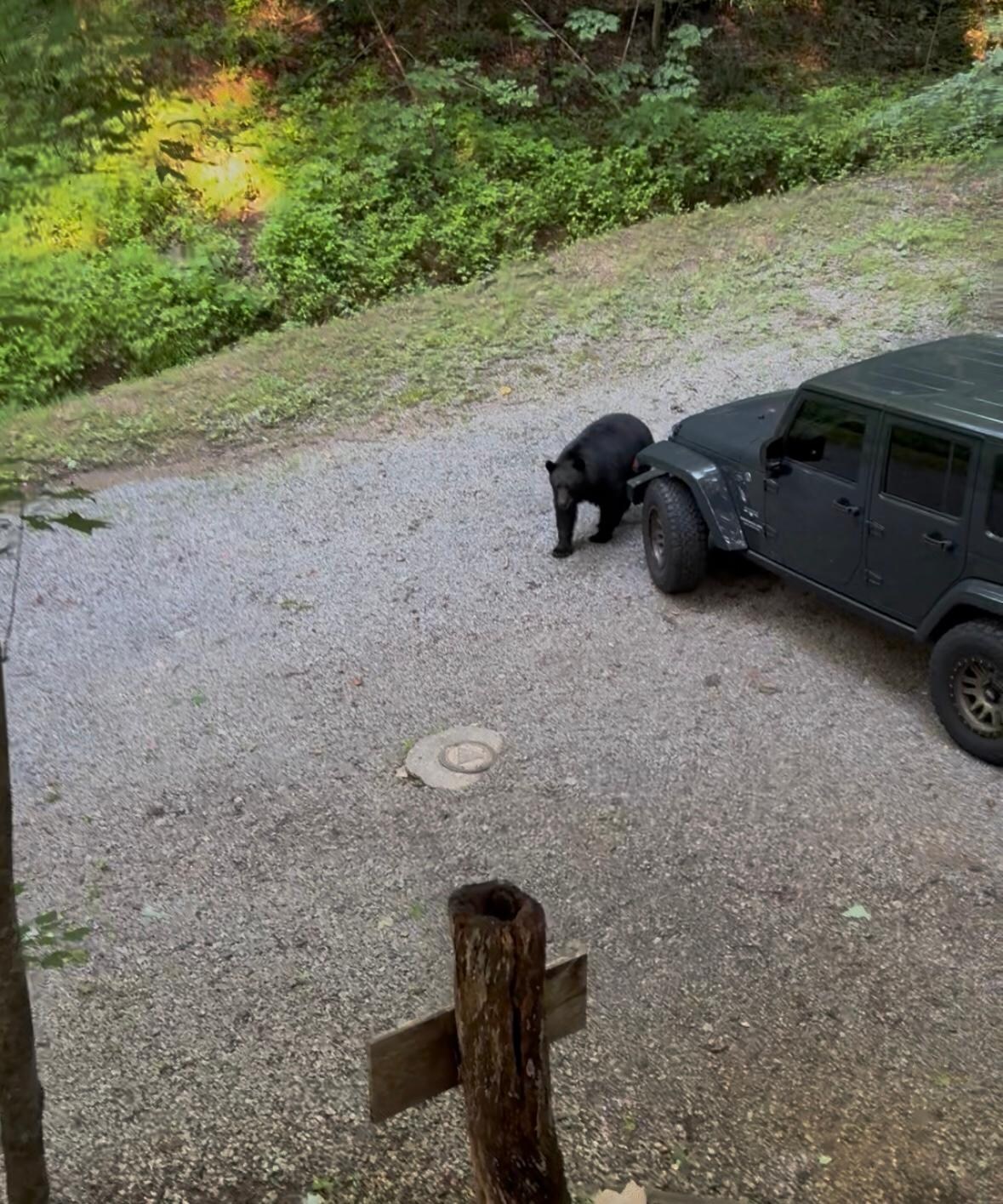 Second morning. Big fella that couldn’t get in the trash can.