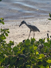 Ding Darling Wildlife Refuge